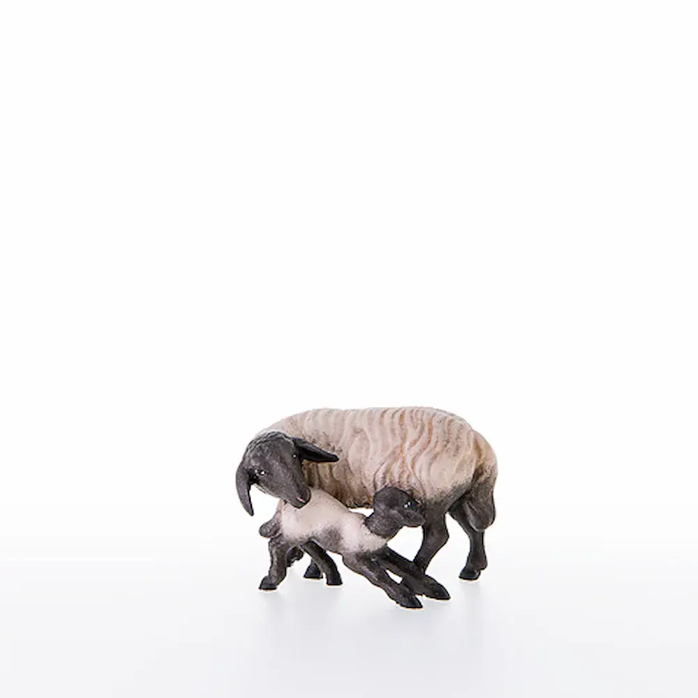 Schwarzkopfschaf mit Lamm