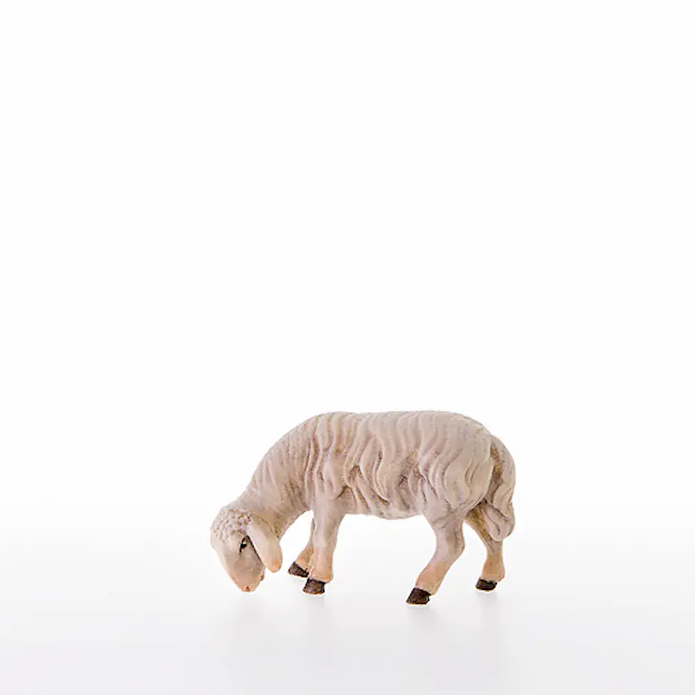 Abweidendes Schaf