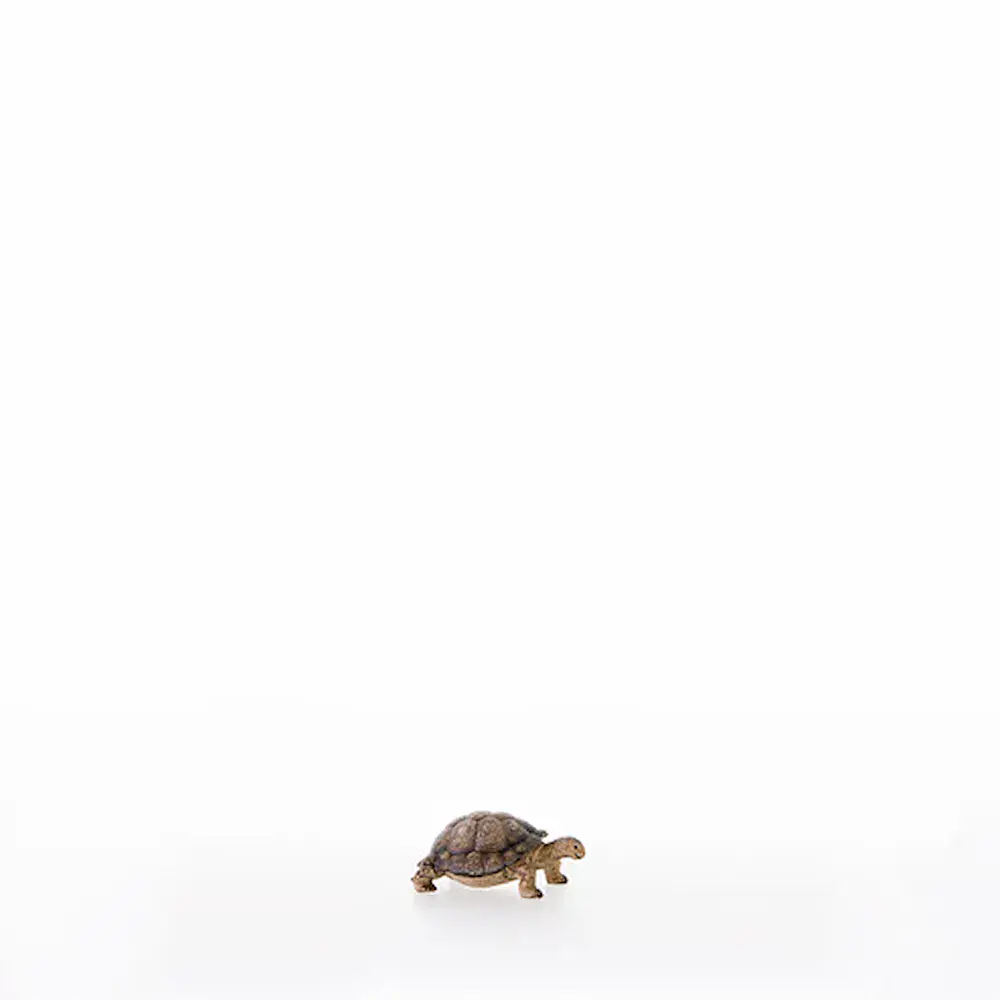 Schildkroete