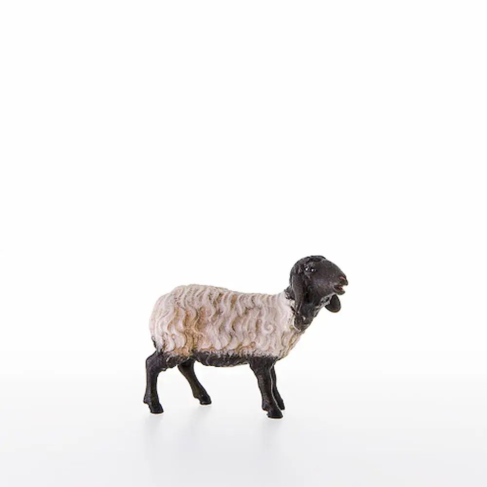 Ovaja con cabeza negra