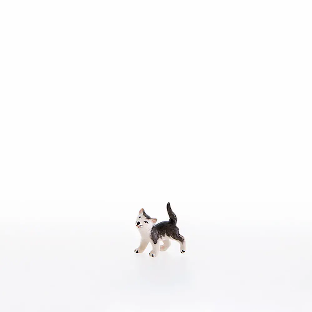 Gatito corriendo