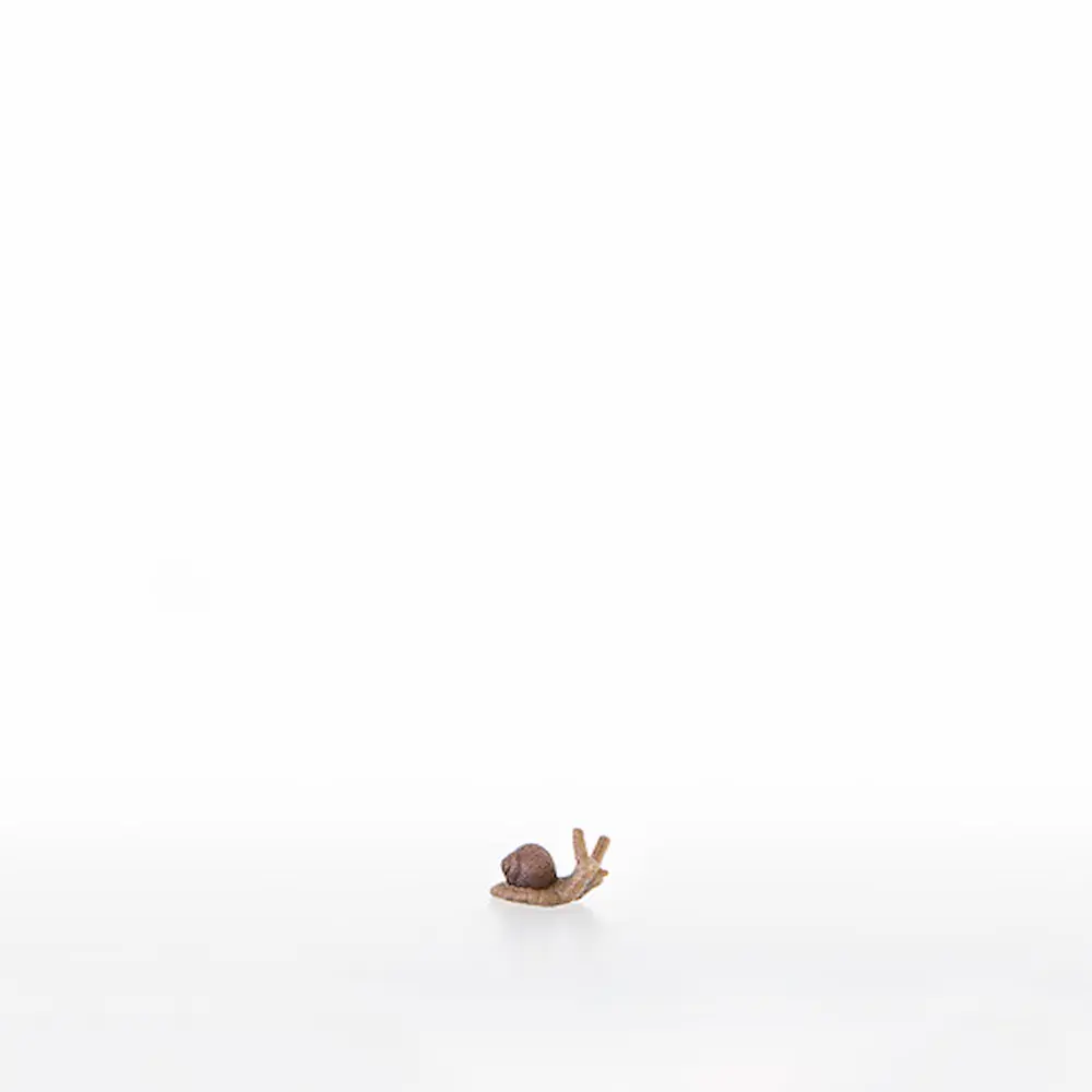 Caracol pequeno