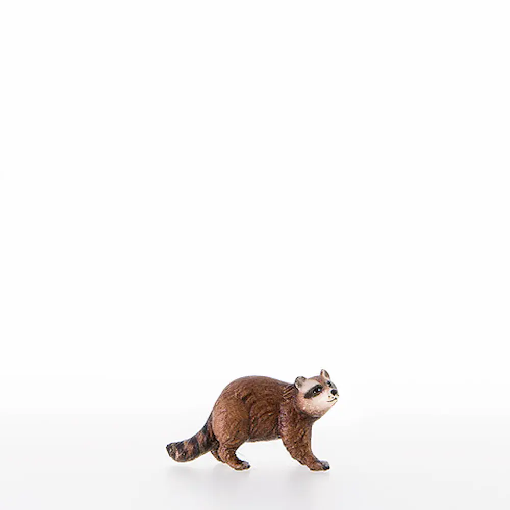 Mapache