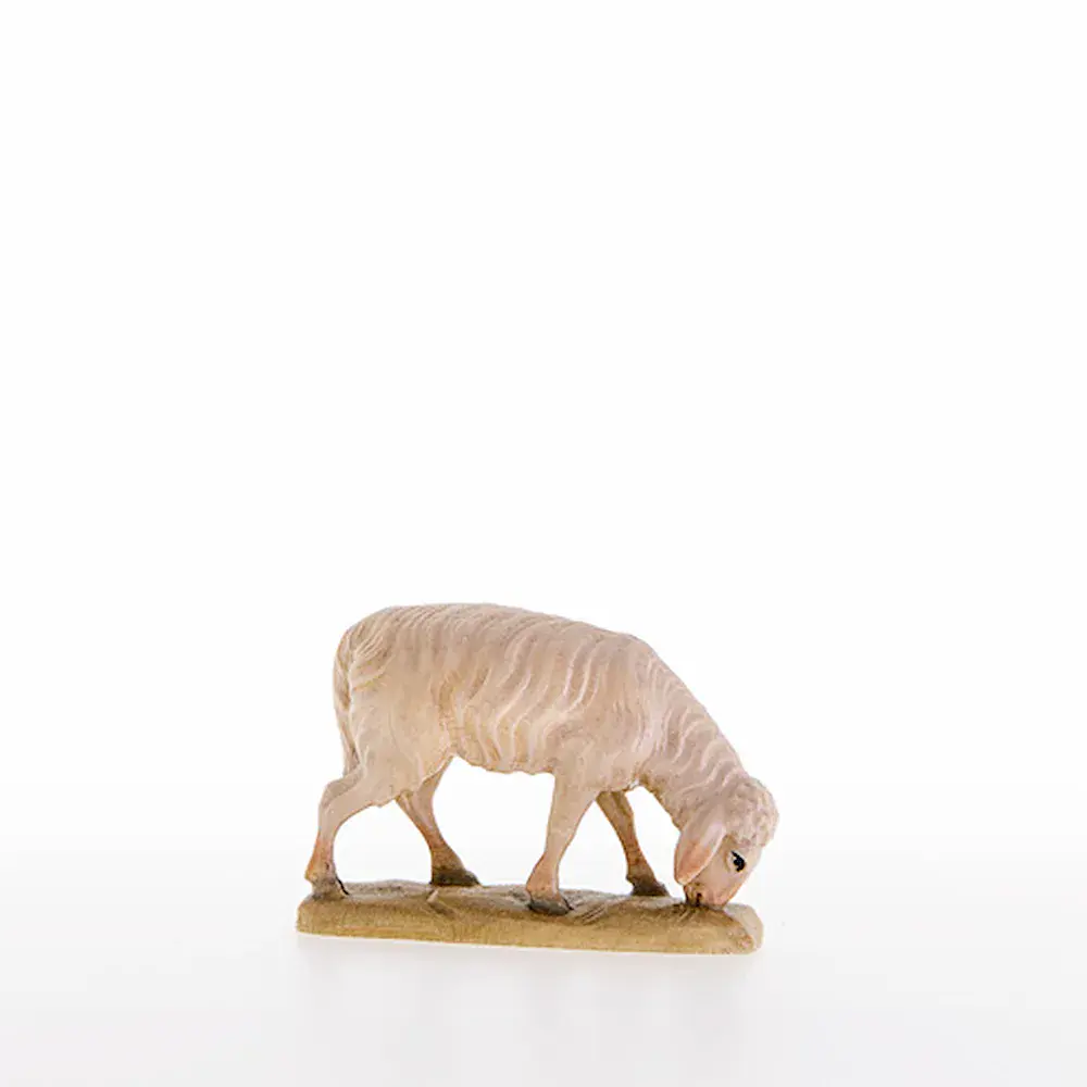 Sheep grazing