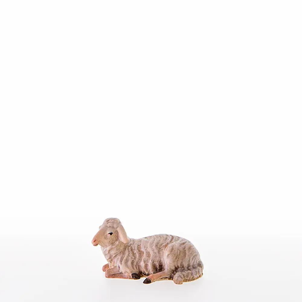Sheep lying-down