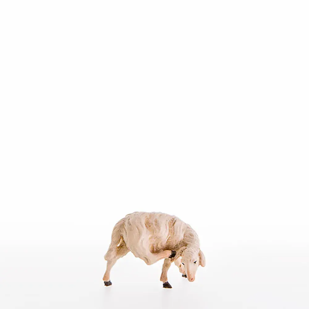 Sheep scratching