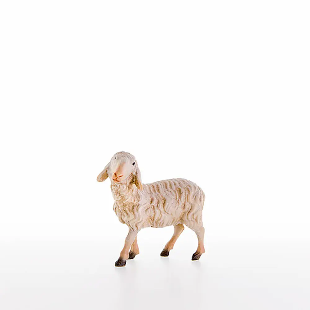 Sheep standing