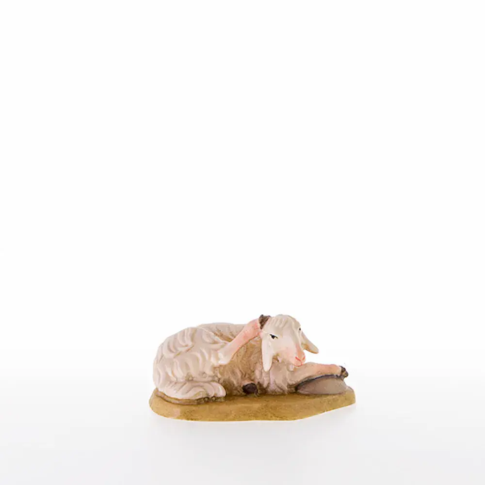 Sheep lying-down
