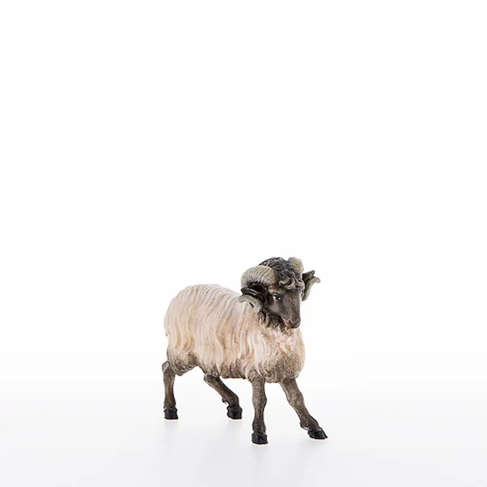 Ram with black head