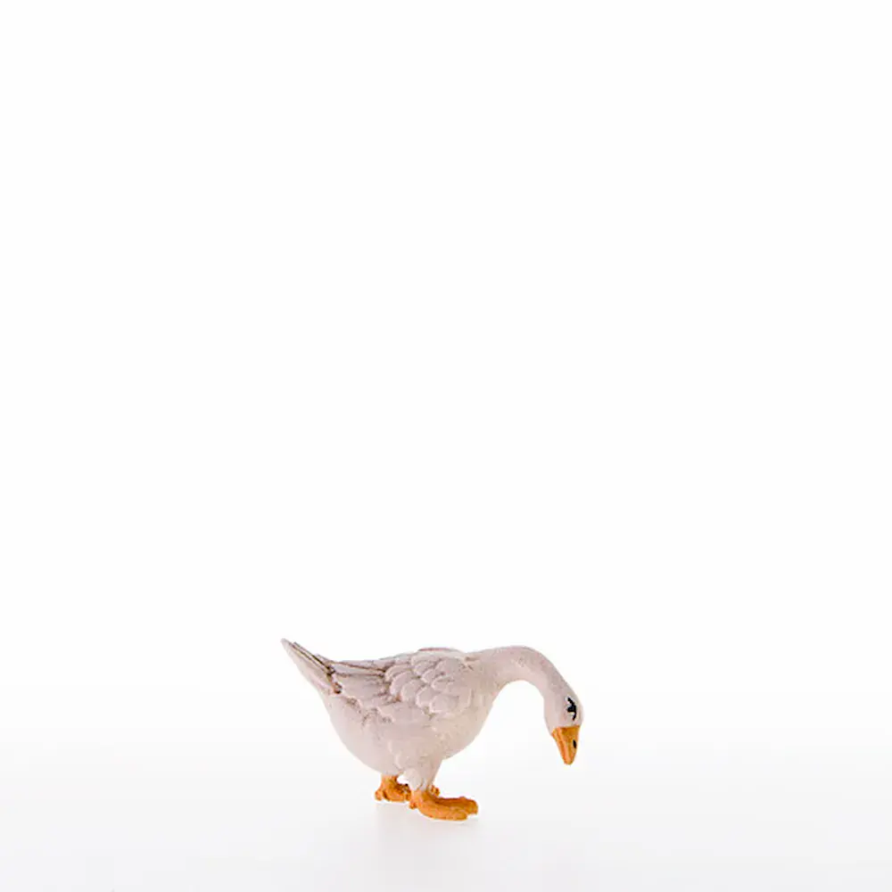 Goose looking down