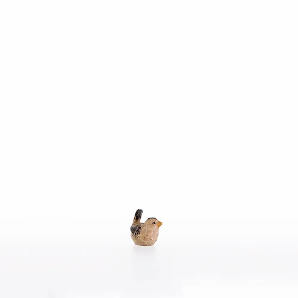 Sparrow (little bird)