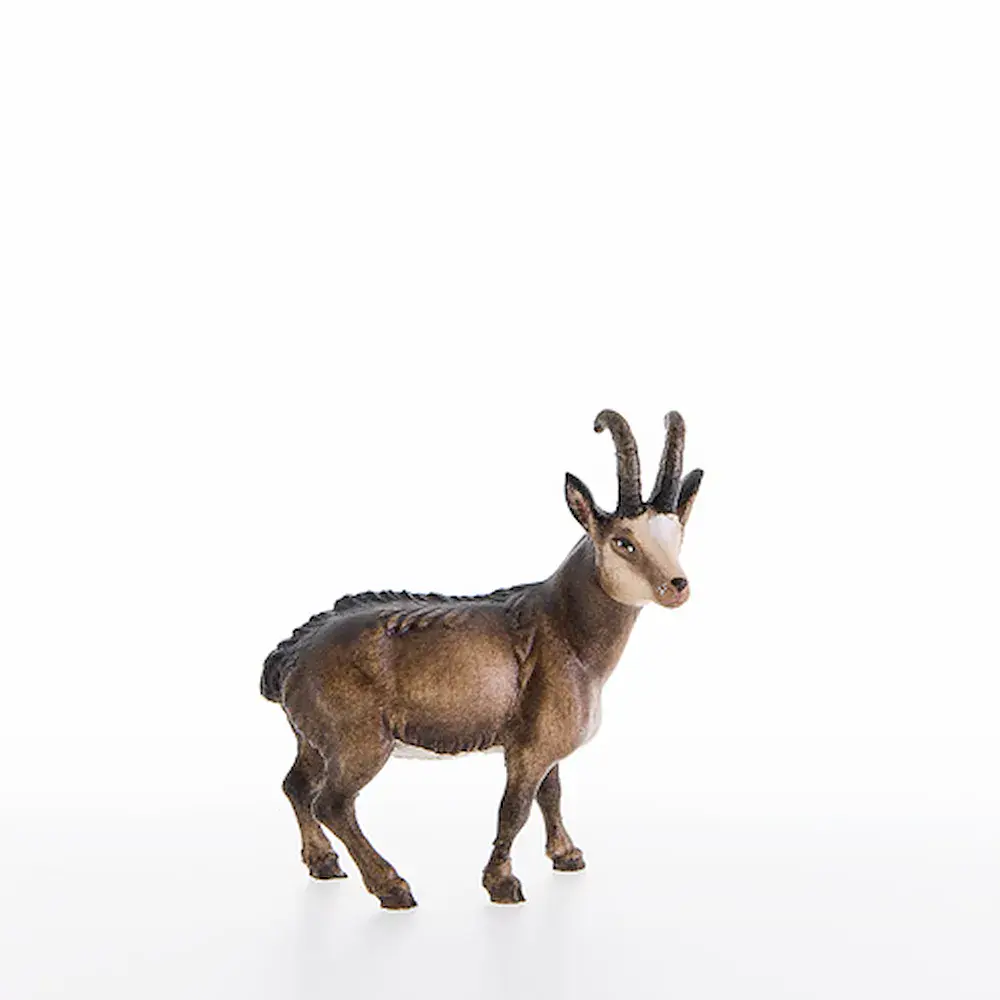 Chamois
