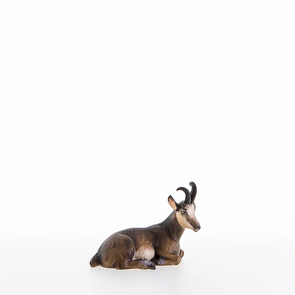 Female chamois lying