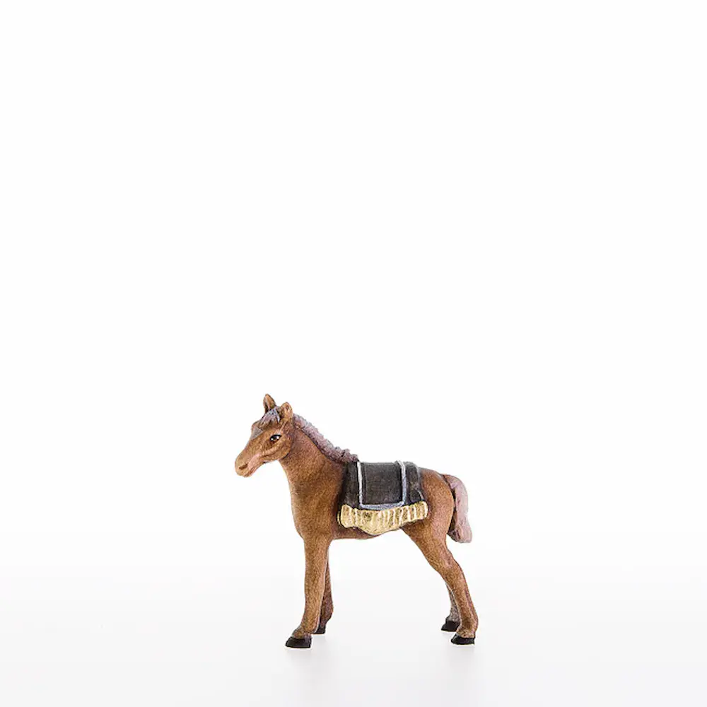 Foal