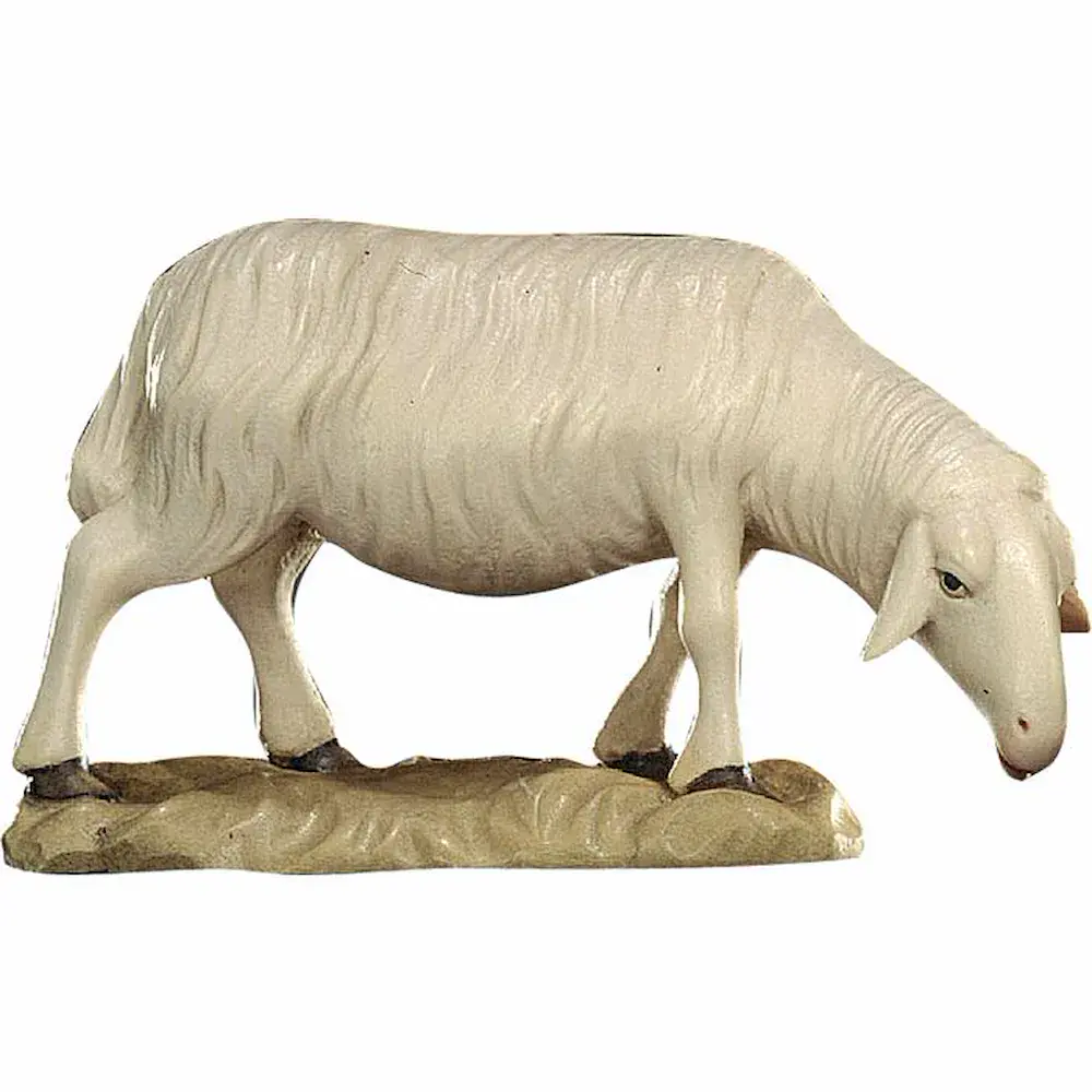 Sheep grazing
