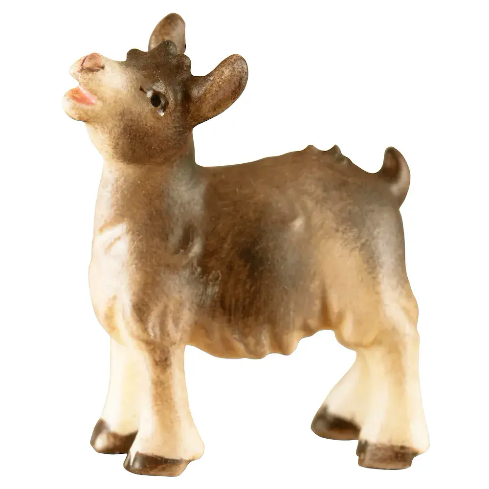 Little goat standing