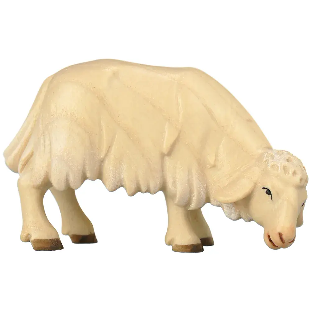 Sheep grazing