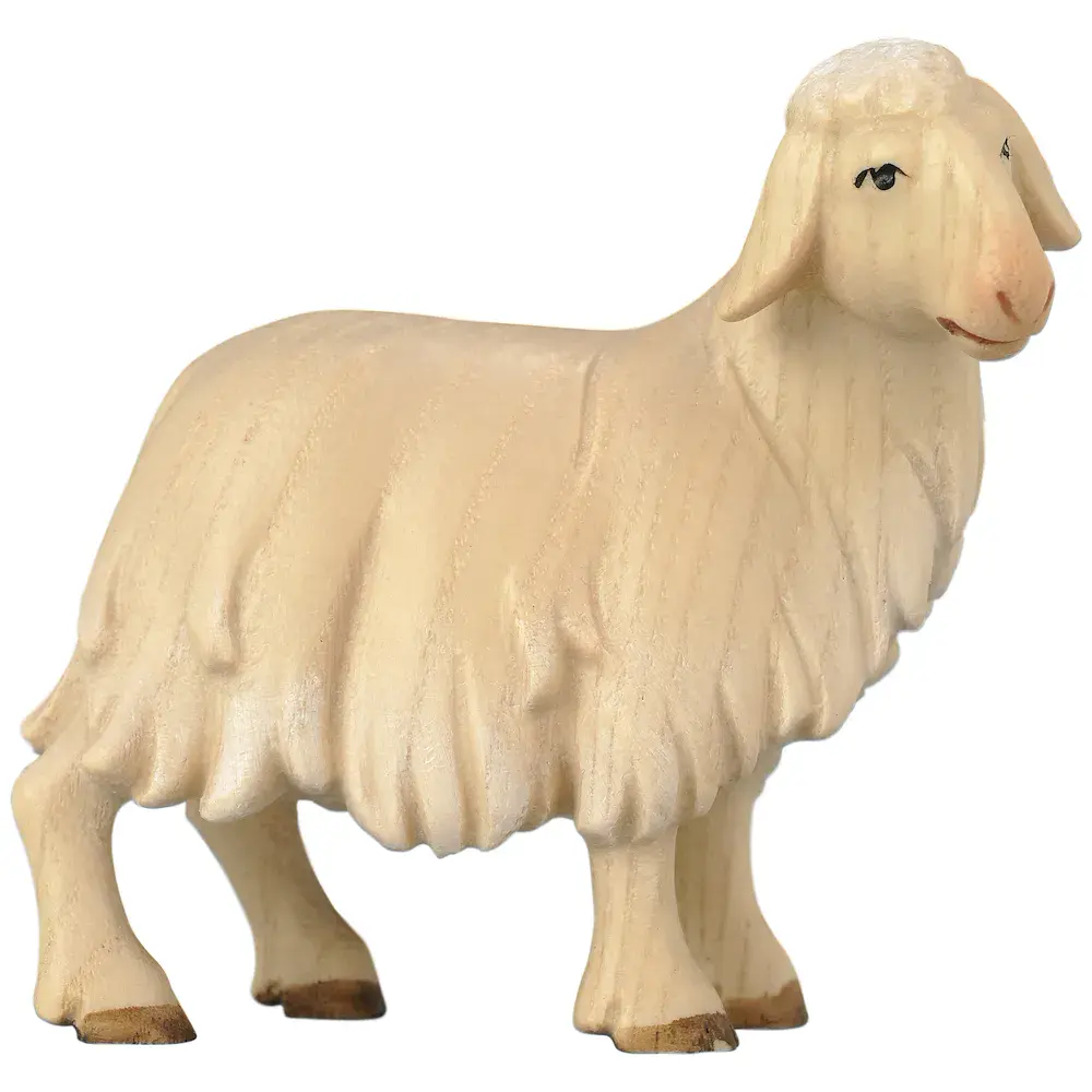Sheep standing