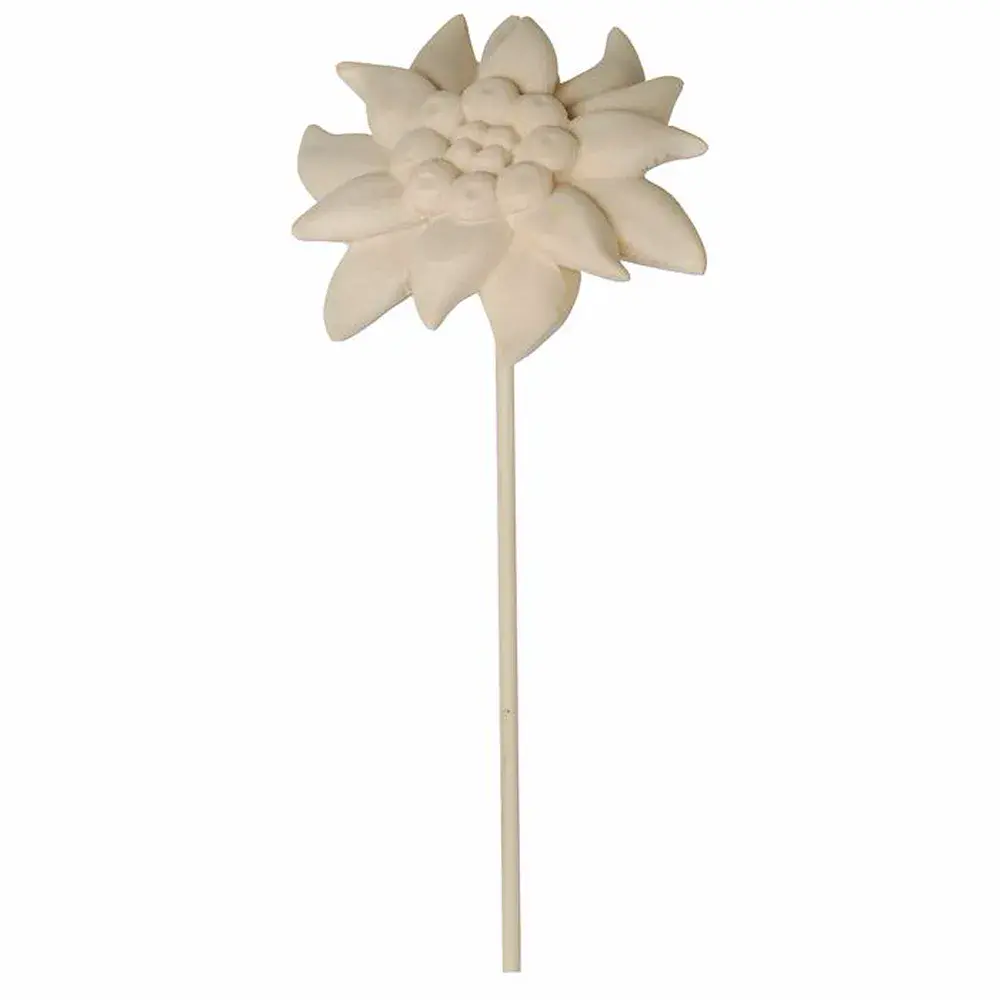 Edelweiss flower with stock