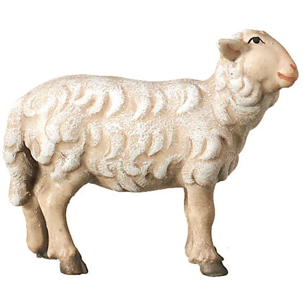 Pecora in piedi che guarda a destra