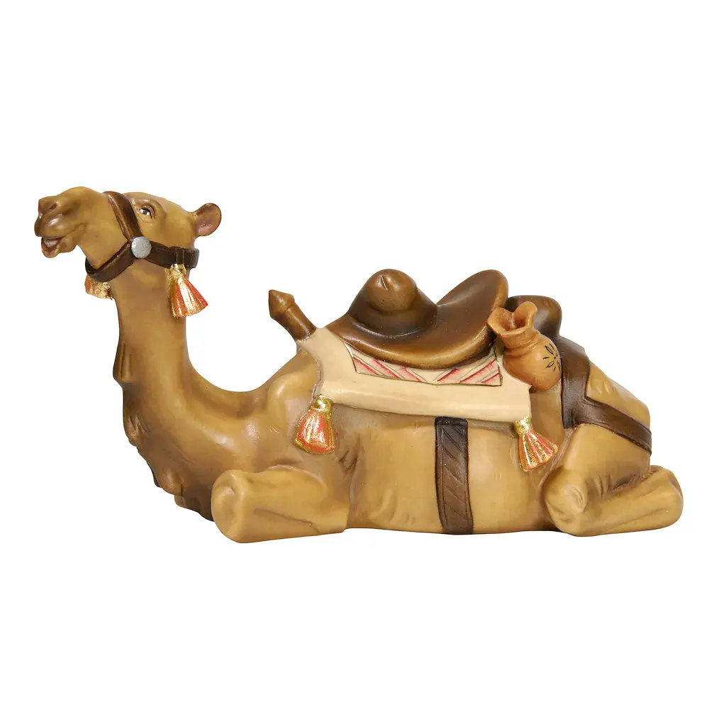 Camel lying