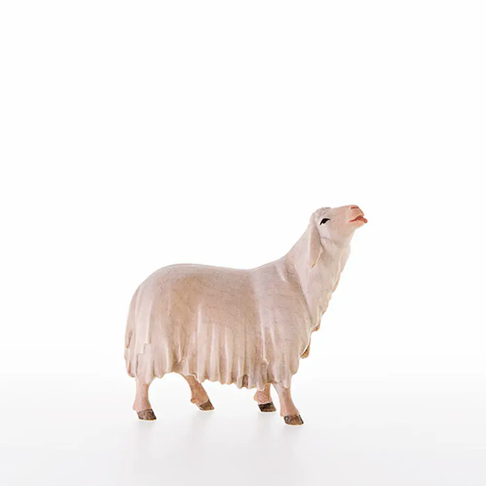 Sheep licking