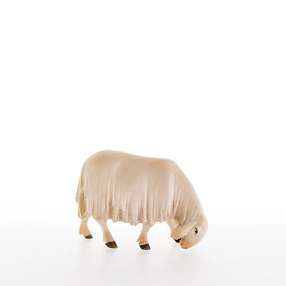 Sheep grazing