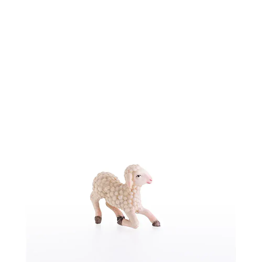 Sheep kneeling