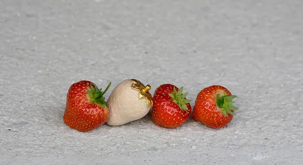 Frutta Fresca